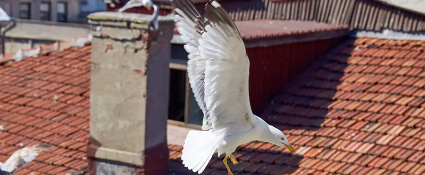 Residential Chimney Animal Removal Solution in Helena, AL