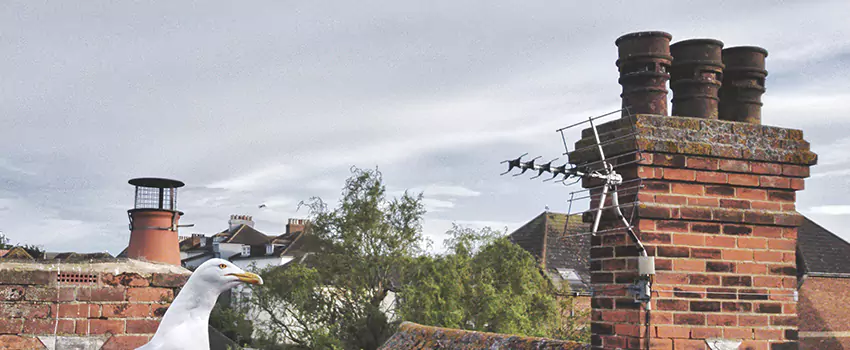 Chimney Cleaning And Restoration in Helena, Alabama